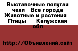 Выставочные попугаи чехи - Все города Животные и растения » Птицы   . Калужская обл.